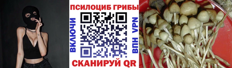 Псилоцибиновые грибы Psilocybine cubensis  МЕГА ссылки  Грайворон 